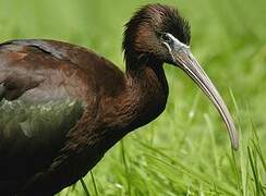 Glossy Ibis