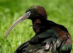 Glossy Ibis