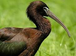 Glossy Ibis