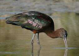 Glossy Ibis