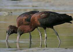 Ibis falcinelle