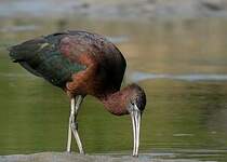 Ibis falcinelle