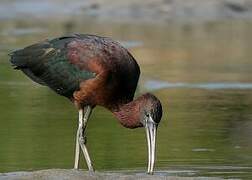 Ibis falcinelle