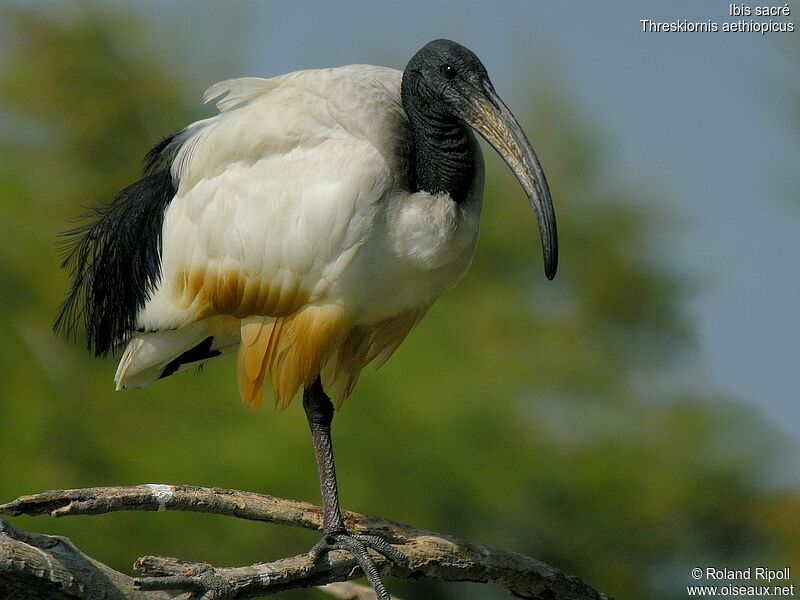 Ibis sacréadulte nuptial