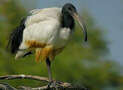 African Sacred Ibis