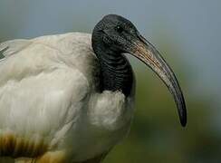 African Sacred Ibis