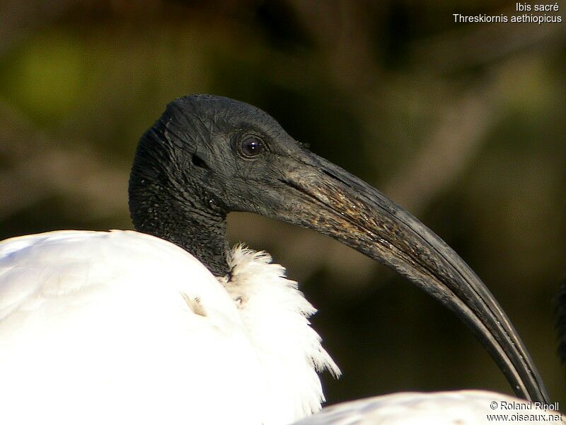 Ibis sacréadulte