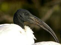 African Sacred Ibis