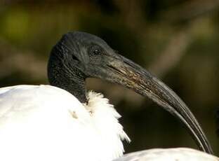 Ibis sacré