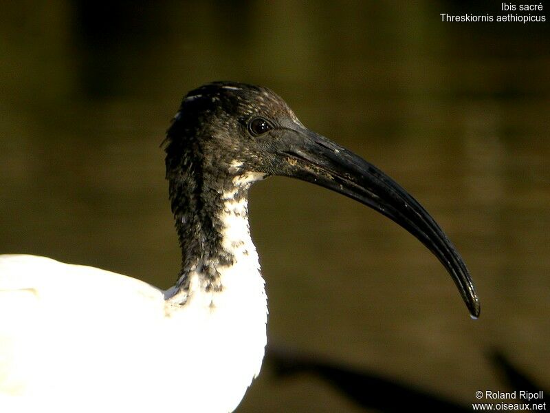 Ibis sacréjuvénile