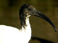 African Sacred Ibis