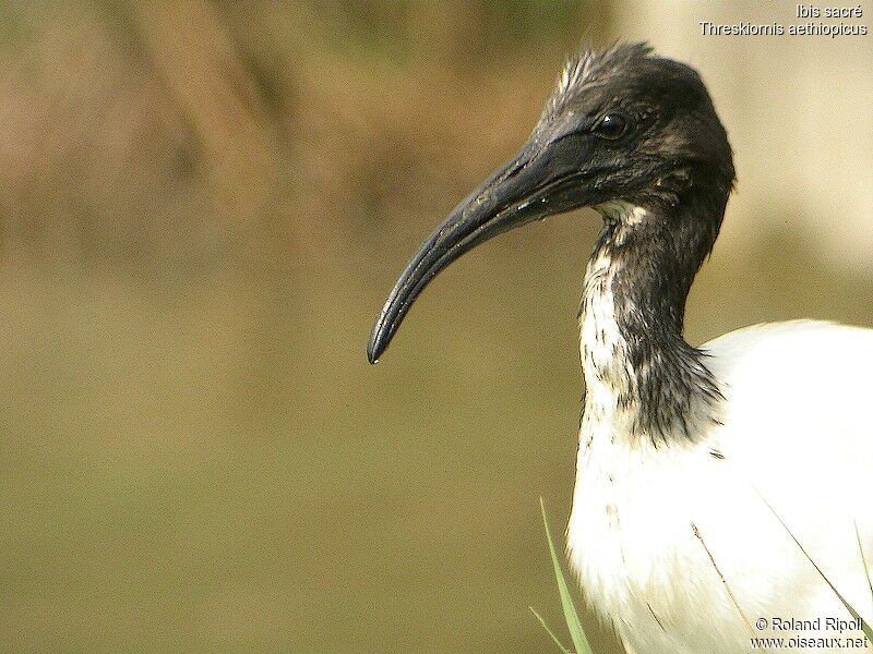 Ibis sacréjuvénile