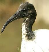 African Sacred Ibis