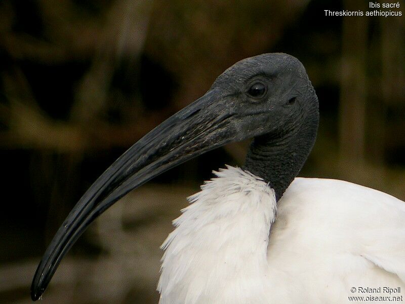 Ibis sacréadulte internuptial