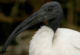 Ibis sacré