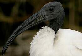 African Sacred Ibis