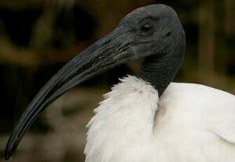 Ibis sacré