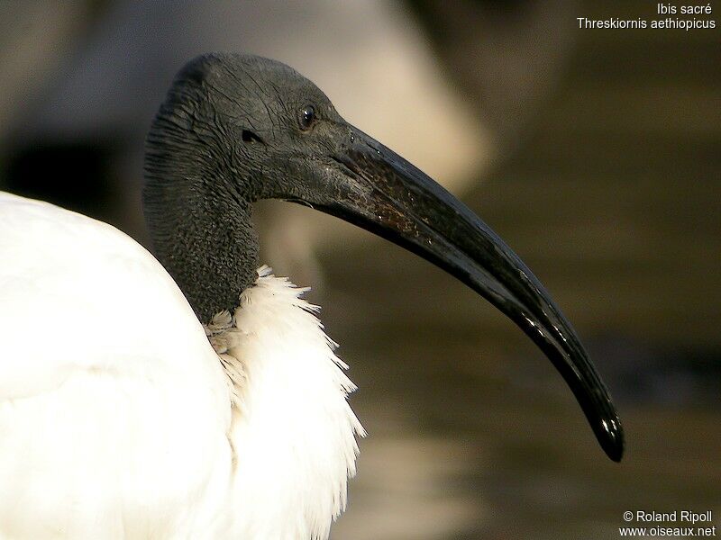 Ibis sacréadulte internuptial