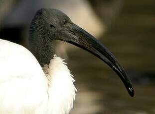 Ibis sacré