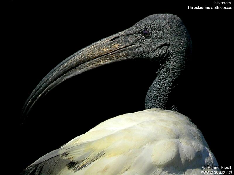 Ibis sacréadulte