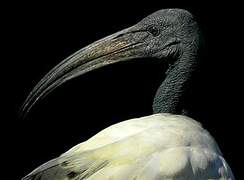 African Sacred Ibis