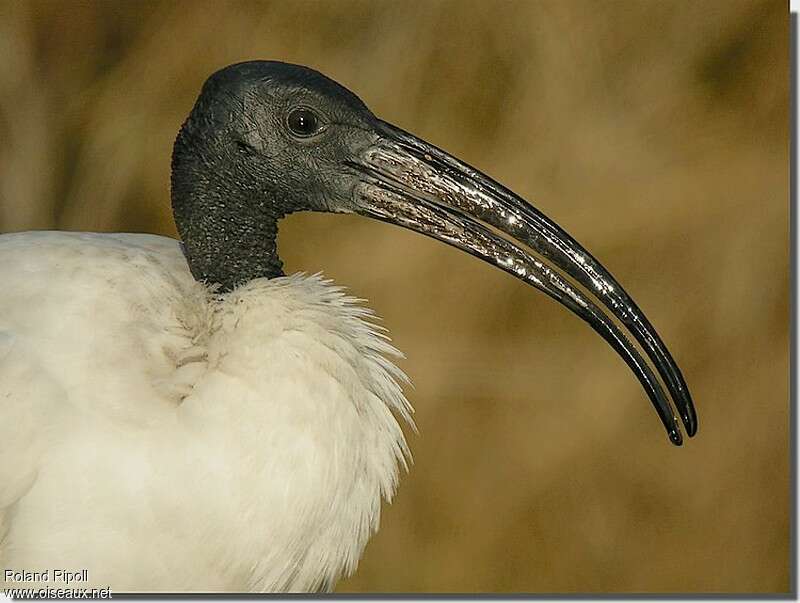 African Sacred Ibisadult, close-up portrait