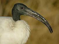 Ibis sacré