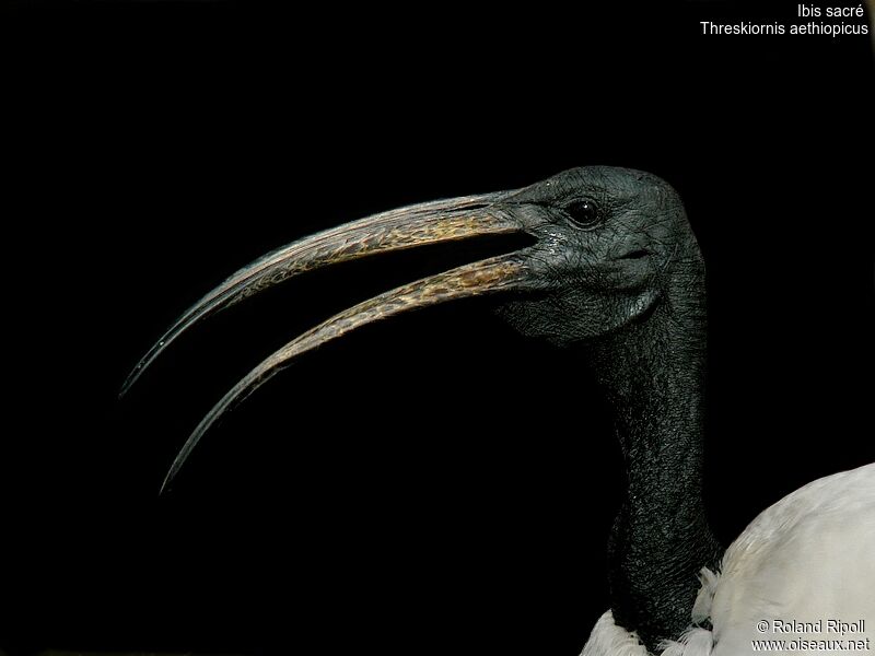 Ibis sacréadulte, portrait