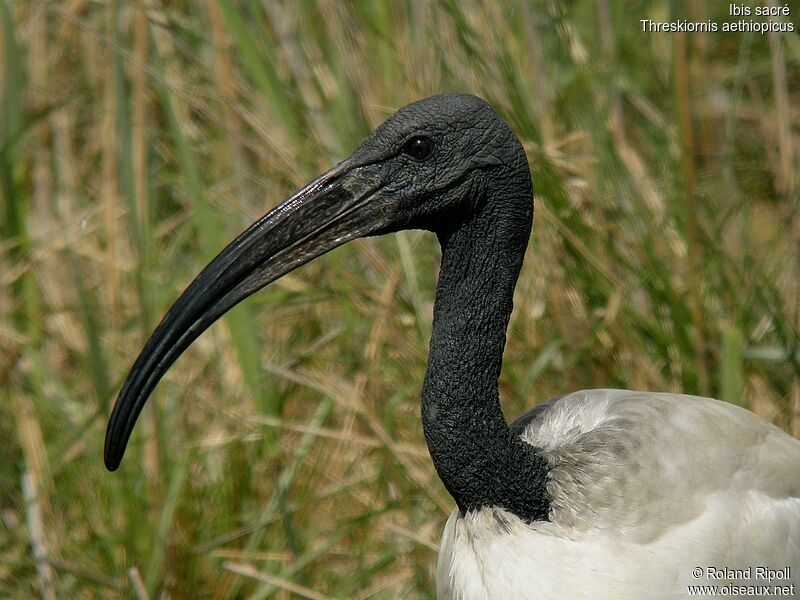 African Sacred Ibisadult