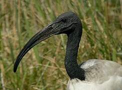 African Sacred Ibis