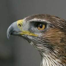 Aigle de Bonelli