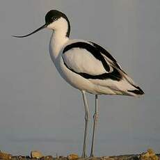 Avocette élégante