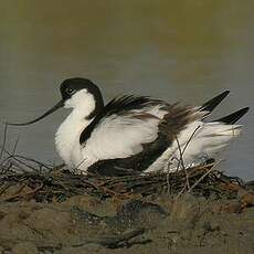 Avocette élégante