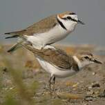 Gravelot à collier interrompu