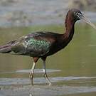 Ibis falcinelle