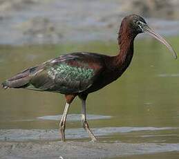 Ibis falcinelle