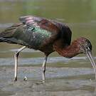 Ibis falcinelle