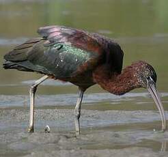 Ibis falcinelle