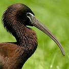 Ibis falcinelle