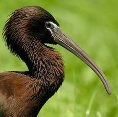 Ibis falcinelle