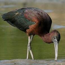 Ibis falcinelle