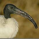 Ibis sacré