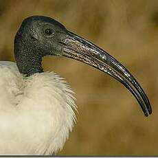 Ibis sacré