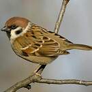 Moineau friquet