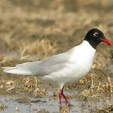 Mouette mélanocéphale