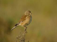 Linotte mélodieuse