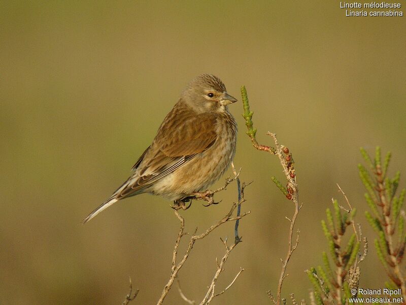 Common Linnet female adult breeding