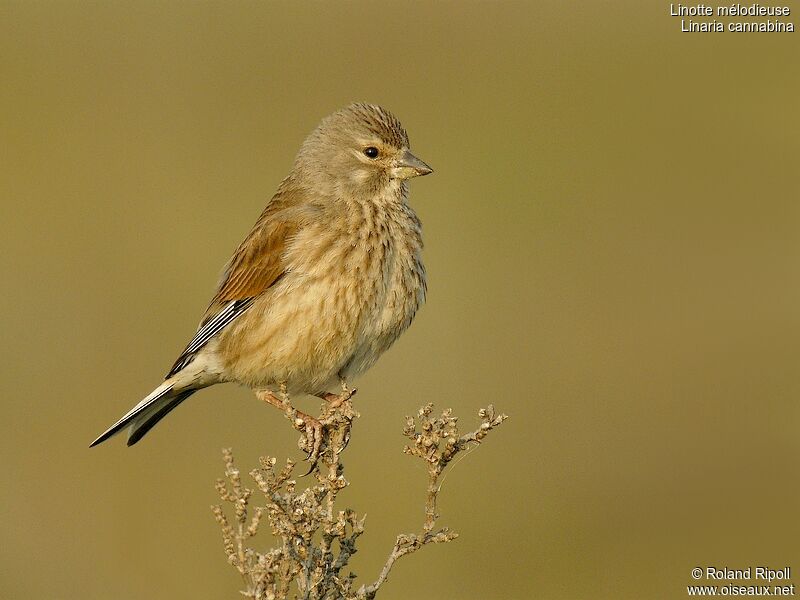 Common Linnet female adult breeding