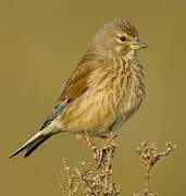 Common Linnet