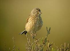 Common Linnet